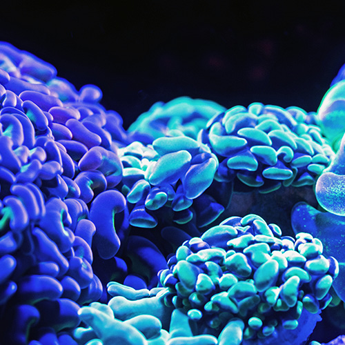 A photoluminescent coral reef.